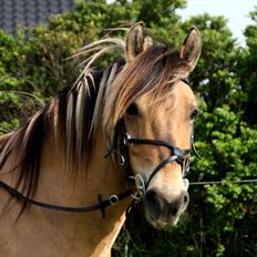 Anden særlig race Apollo , udlånt/solgt på afbetaling