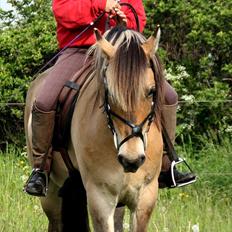 Anden særlig race Apollo , udlånt/solgt på afbetaling