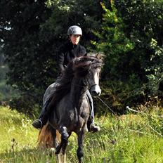 Paso-Peruanos Pampero MK
