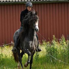 Paso-Peruanos Pampero MK