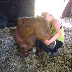 Dansk Varmblod Lance Calidos