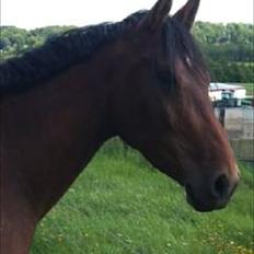 Anden særlig race Hera