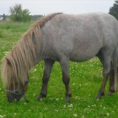 Anden særlig race Laban