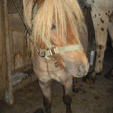 Anden særlig race Laban