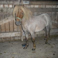 Anden særlig race Laban