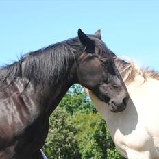 Oldenborg Hjortelund Kolibri