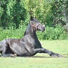 Oldenborg Hjortelund Kolibri