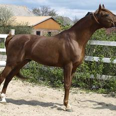 Arabisk fuldblod (OX) Pelee