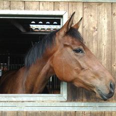 Dansk Varmblod Kielsgaardens Liva 