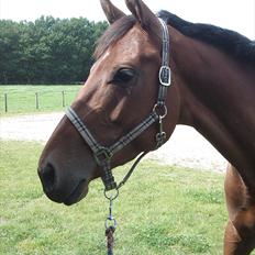 Dansk Varmblod Kielsgaardens Liva 