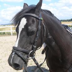 Welsh Mountain (sec A) Dorthealyst Rachel