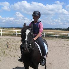 Welsh Mountain (sec A) Dorthealyst Rachel