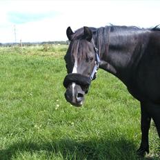 Welsh Mountain (sec A) Dorthealyst Rachel
