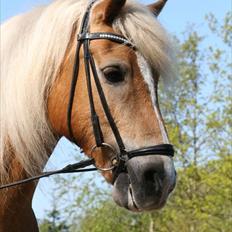 Tyroler Haflinger Story