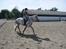 Anden særlig race Miss Perfect *solgt*