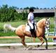 Palomino Valdemar af Lillevang *** SOLGT***