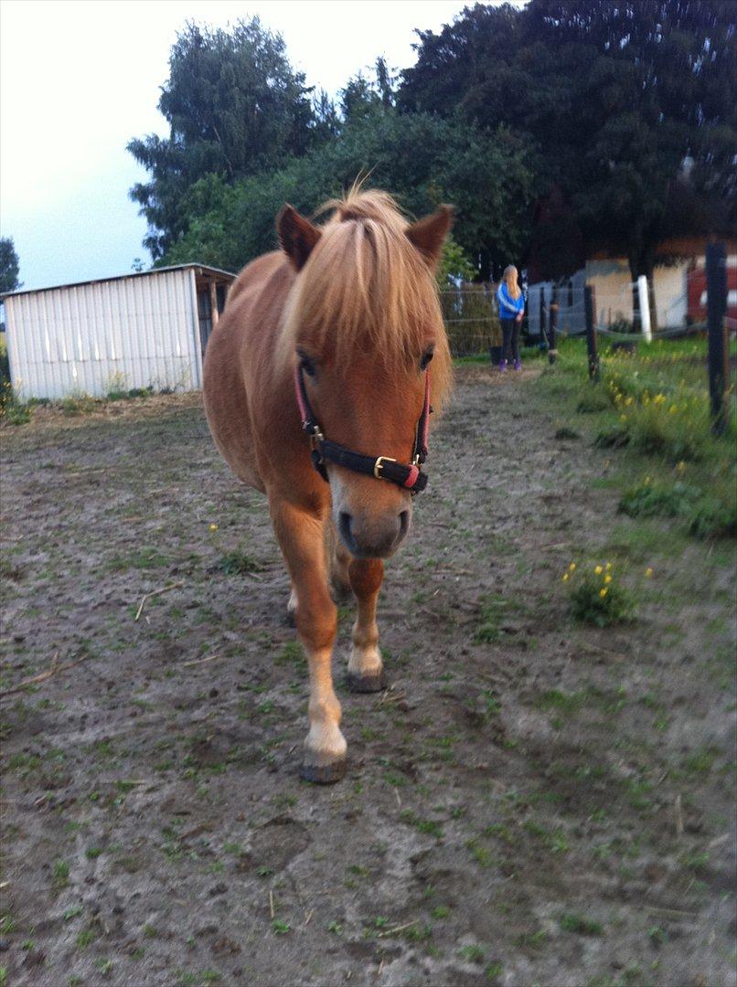 Shetlænder Seppo - tykke basse (': billede 14