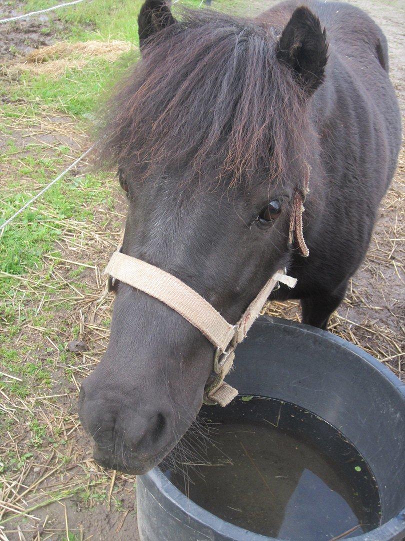 Shetlænder Tulle - nuttet *; billede 7