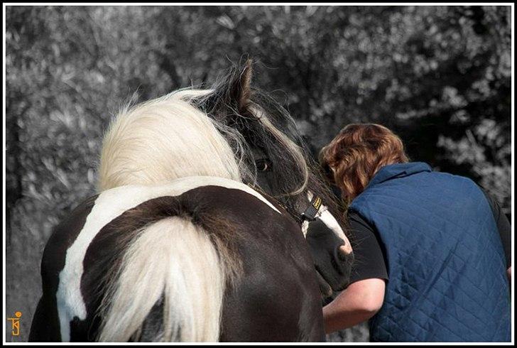 Irish Cob Ryan billede 18