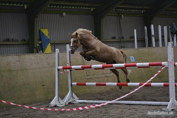 Anden særlig race Buster (Goise) - Velkommen til Buster`s Profil 
Min seje pony springer 140.cm
( Han er selv 135.cm)

Taget af: AM billede 1