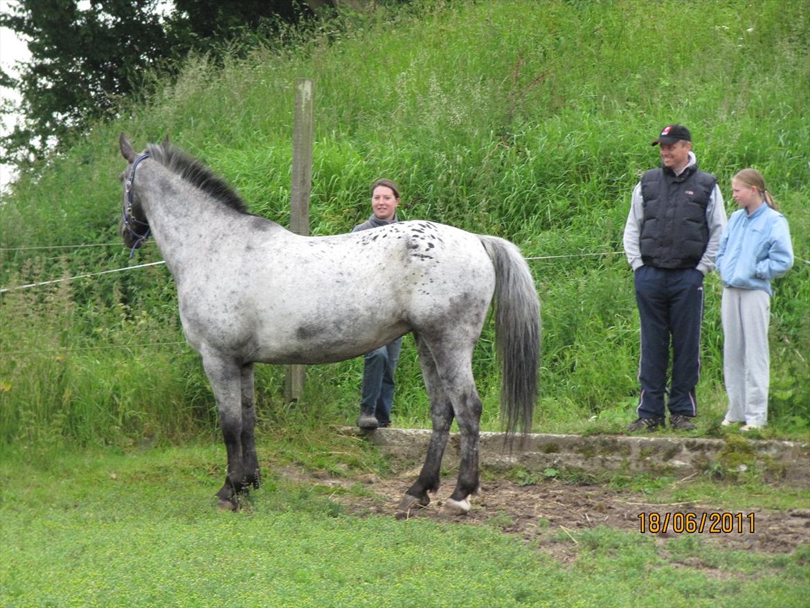 Knabstrupper Sunshine - hun kigger meget rundt, for at se hvor hun er kommet hen. billede 17