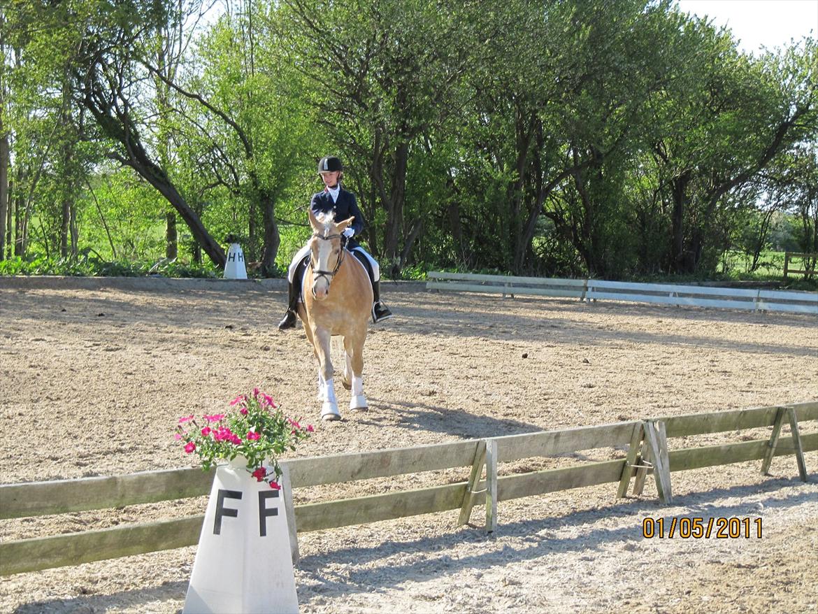 Tyroler Haflinger Asser † 30/5-11 † - asser-drengen, rider rundt foran dommerne billede 3