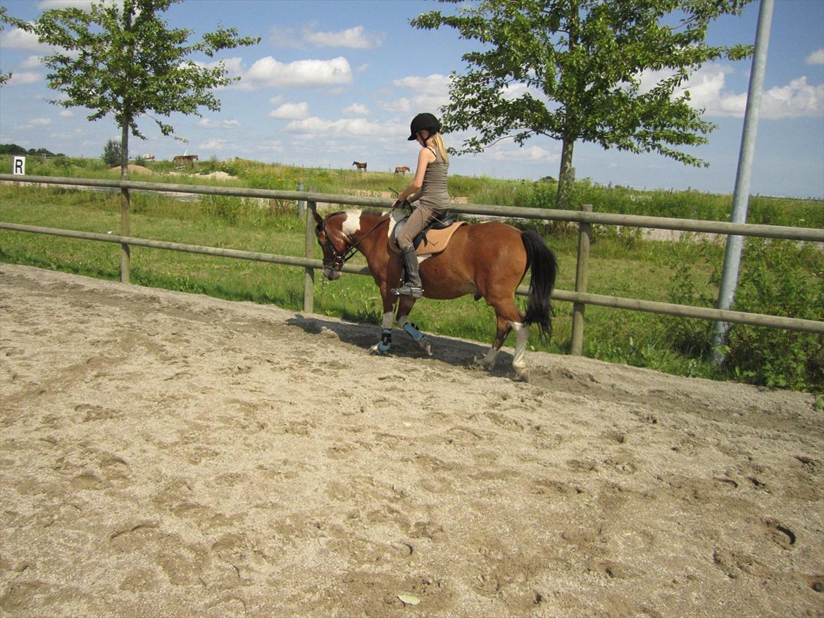 Pinto TIPPI<3  - 9. Fordi du er den bedste i mine øjne<3 Foto: Far. billede 9