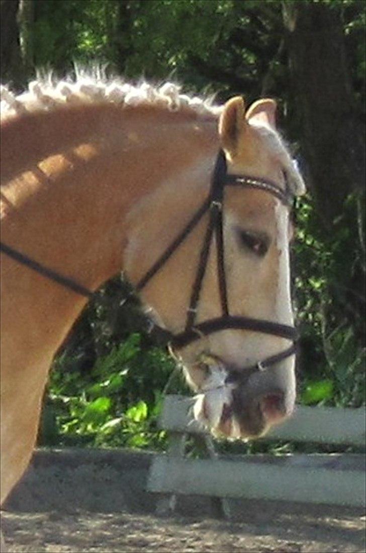 Tyroler Haflinger Asser † 30/5-11 † - DEN SMUKKESTE HAFFER! <3 billede 4