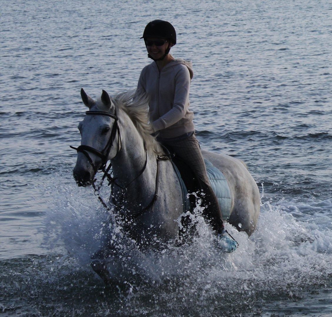 Anden særlig race Comet (drømme hesten)<3 billede 6