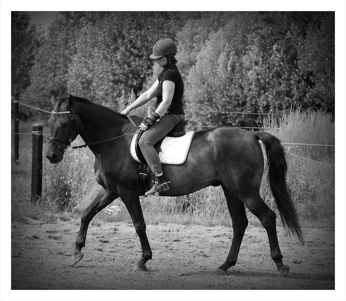 Dansk Varmblod GoldenEye<3<3<3 Himmelhest <3 - 17-07-2011 billede 2