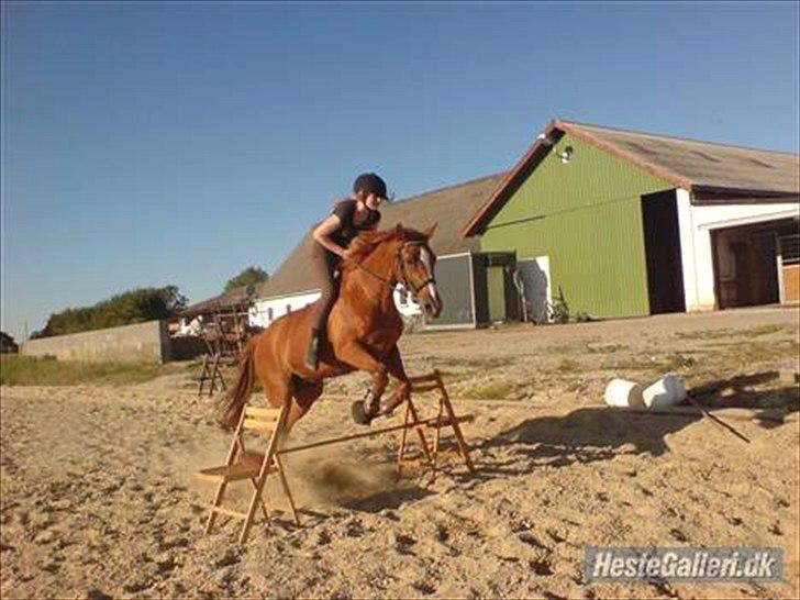 Anden særlig race Desiree - Springning uden sadel, hun elskede at springe. billede 9