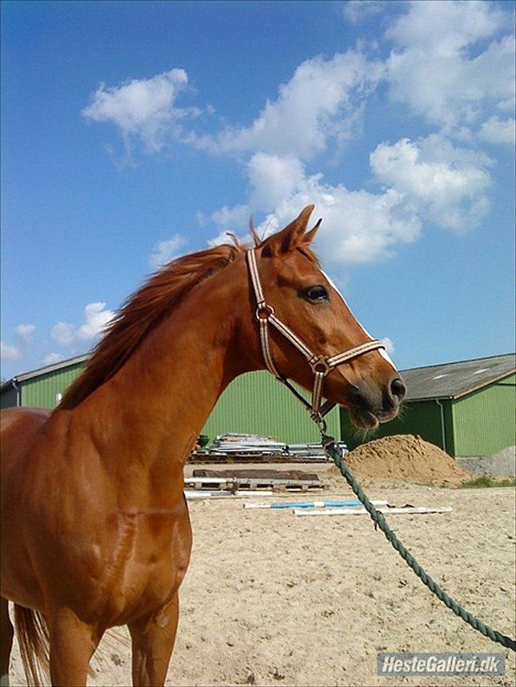 Anden særlig race Desiree - Desiree billede 10