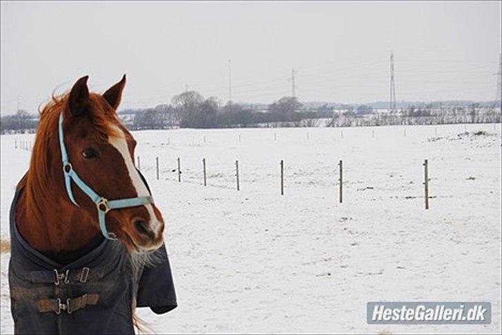 Anden særlig race Desiree - Vinter 2010. billede 11