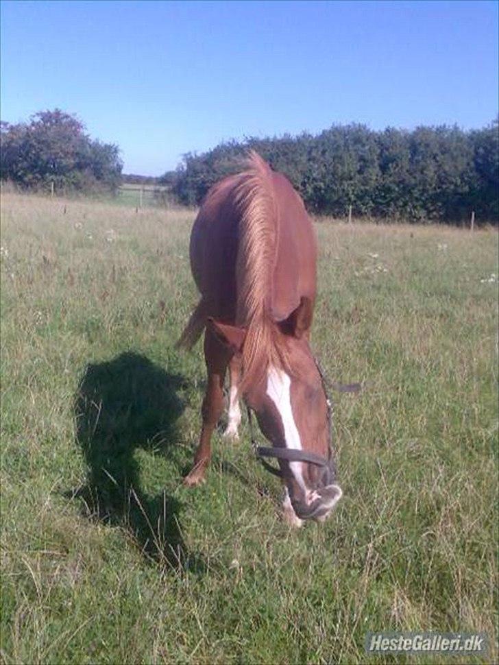 Anden særlig race Desiree billede 12