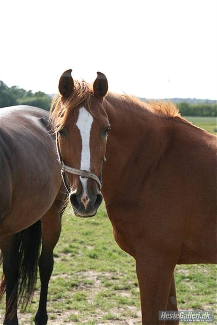 Anden særlig race Desiree billede 13