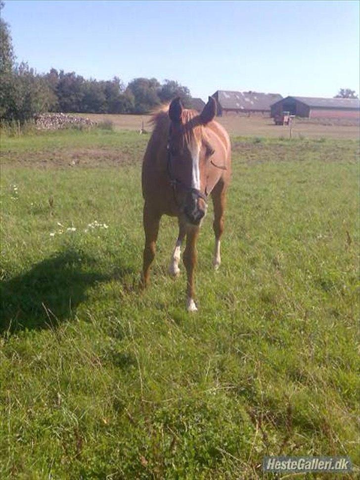 Anden særlig race Desiree billede 14
