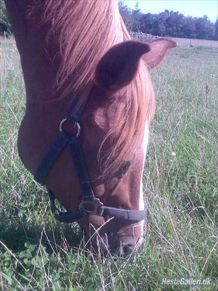 Anden særlig race Desiree - Uhm.. græs billede 15