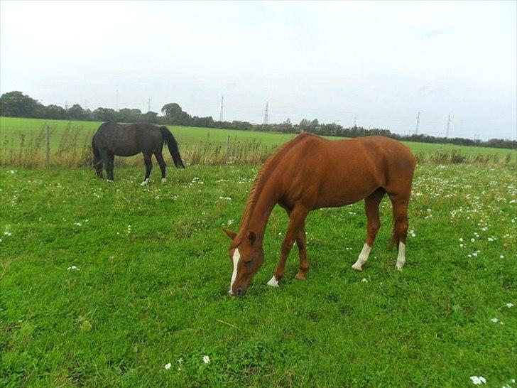 Anden særlig race Desiree - R.I.P. dejlige Desireé! billede 16