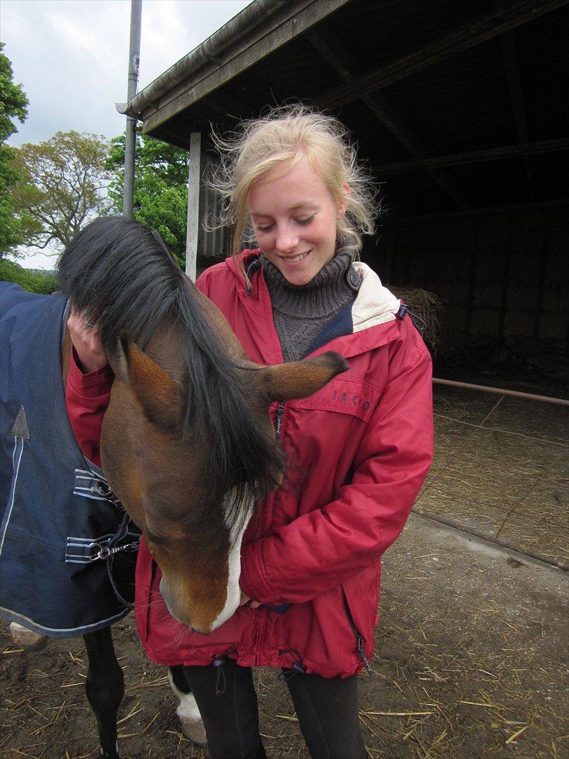 Hollandsk Sportspony Candy  - Jeg elsker dig Candymus. Du vil altid være den pony jeg altid vil holde mest af. Always in my heart. <3 (min søster er ligeså stille beggyndt at overtage hende pga. at jeg er ved at blive for stor :'() billede 20