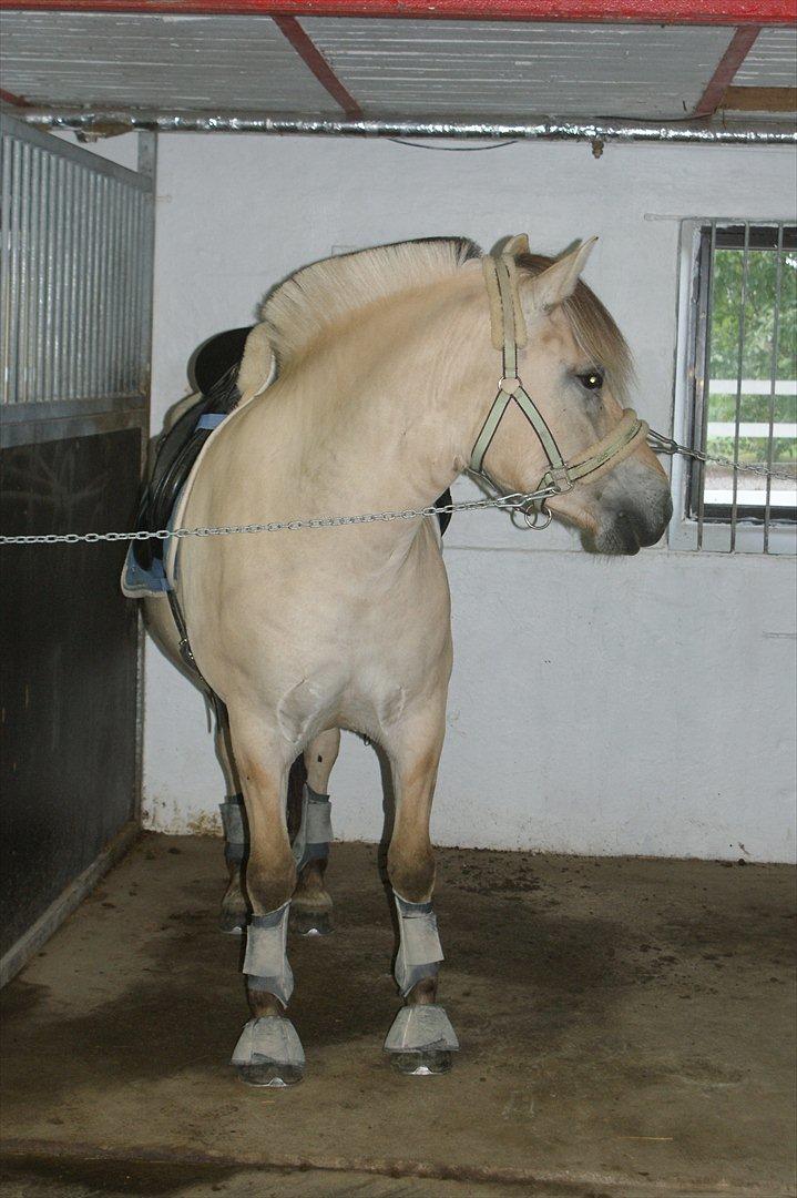 Fjordhest Højgaards Heisa (solgt) - Inde i stalden d. 18/7-11. billede 9