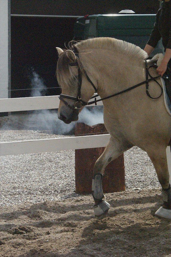 Fjordhest Højgaards Heisa (solgt) - Line og Heisa d. 18/7-11. Trav
15. gang hun bliver redet billede 10