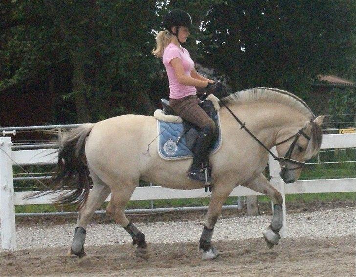 Fjordhest Højgaards Heisa (solgt) - Mig og Heisa d. 18/7-11 i trav
15. gang hun bliver redet billede 11