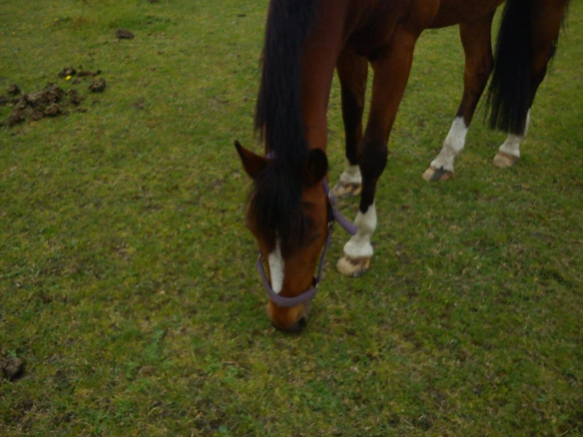 DSP Golden Merci billede 3