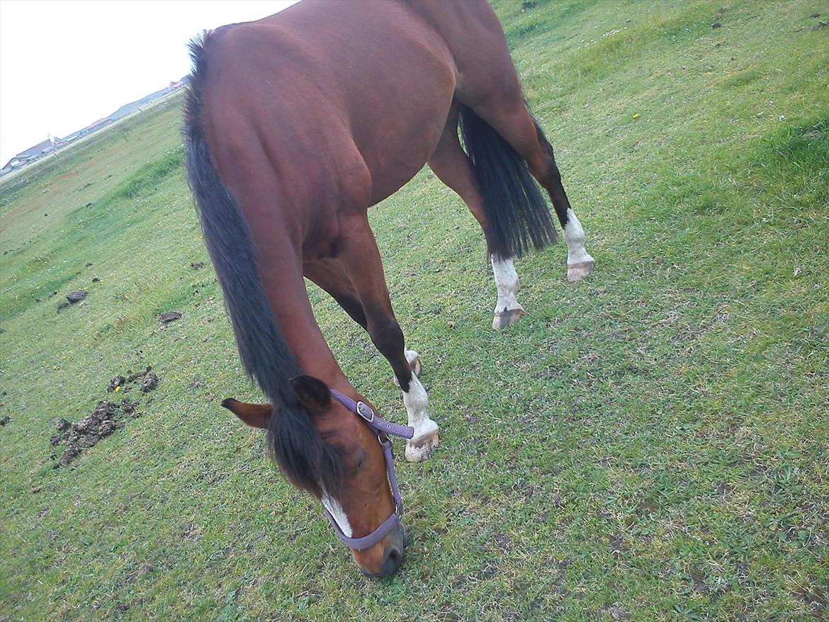 DSP Golden Merci billede 2