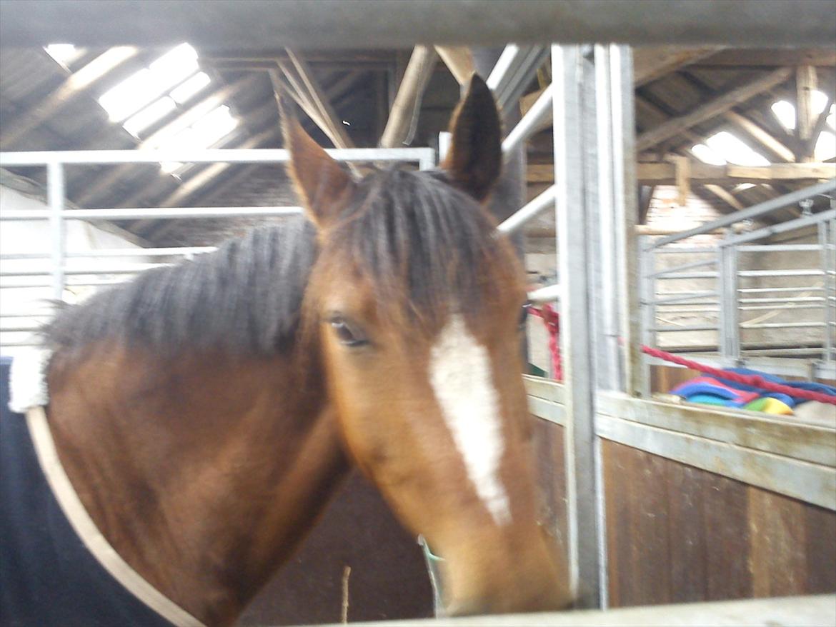 DSP Golden Merci billede 4