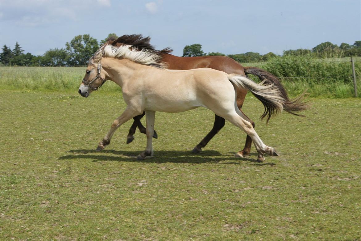 Anden særlig race Bob billede 7