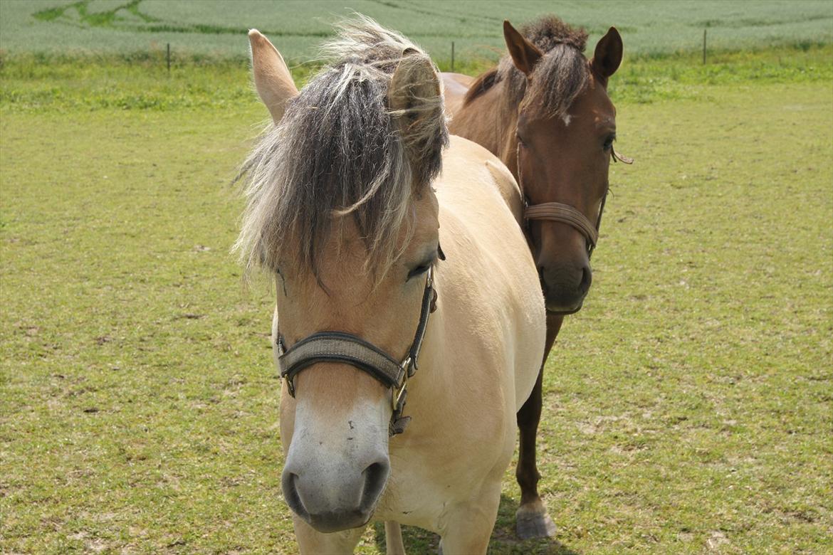 Anden særlig race Bob billede 8