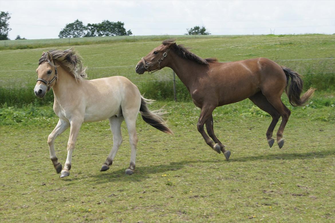 Anden særlig race Bob billede 9