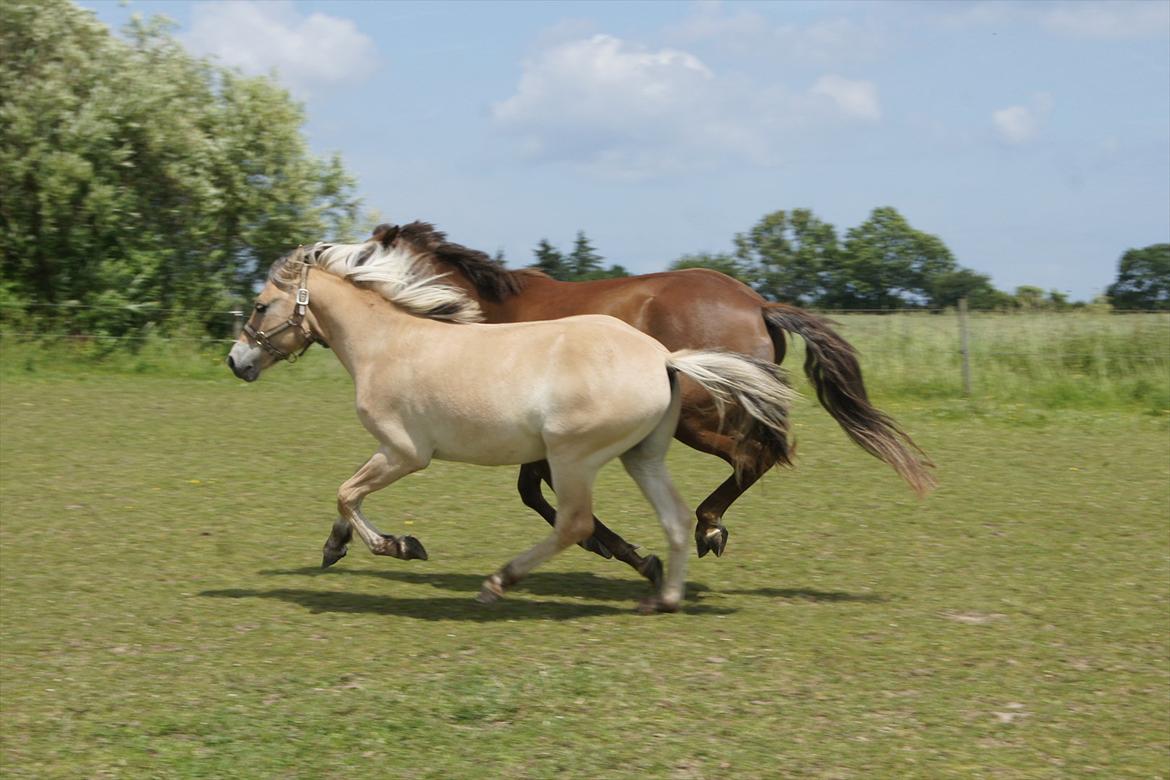 Anden særlig race Bob billede 10
