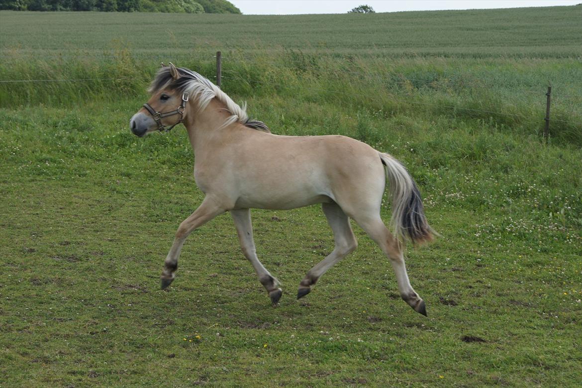 Anden særlig race Bob billede 1
